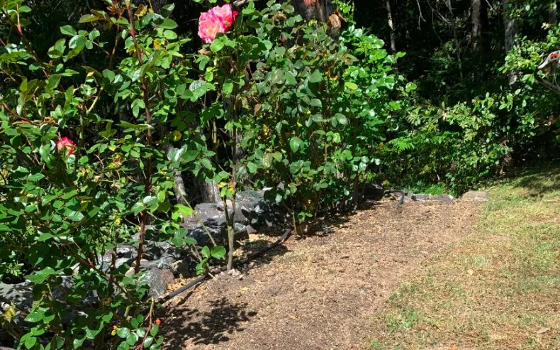 Reliable landscape installation in Fort Bragg, CA by Alex's Gardening Services