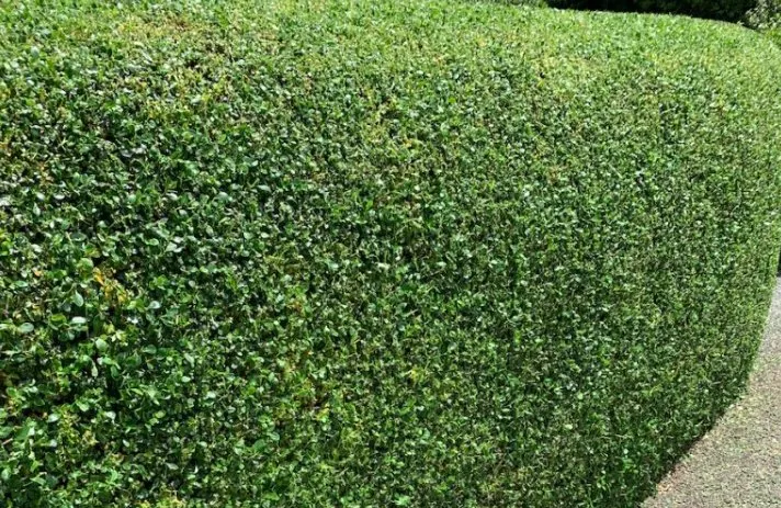 Local landscape installation in Fort Bragg, CA - Alex's Gardening Services