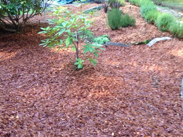 Trusted lawn mowing service in Fort Bragg, CA by Alex's Gardening Services