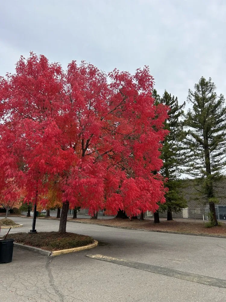 Expert lawn mowing service in Fort Bragg, CA - Alex's Gardening Services