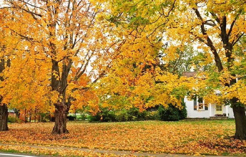 Professional outdoor landscaping for beautiful yards in Indianapolis, IN by Alex’s Landscaping And Tree Service