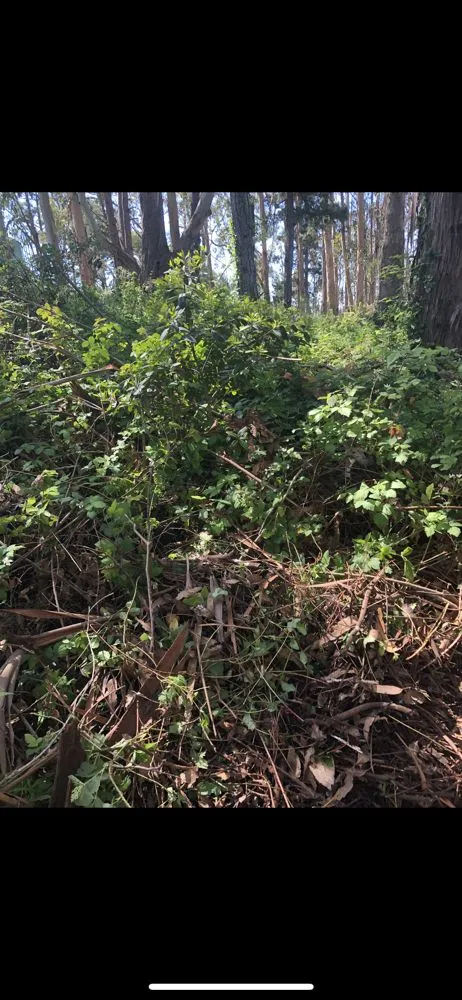 Trusted lawn care service for homes across El Granada, CA - Alex’s Landscaping