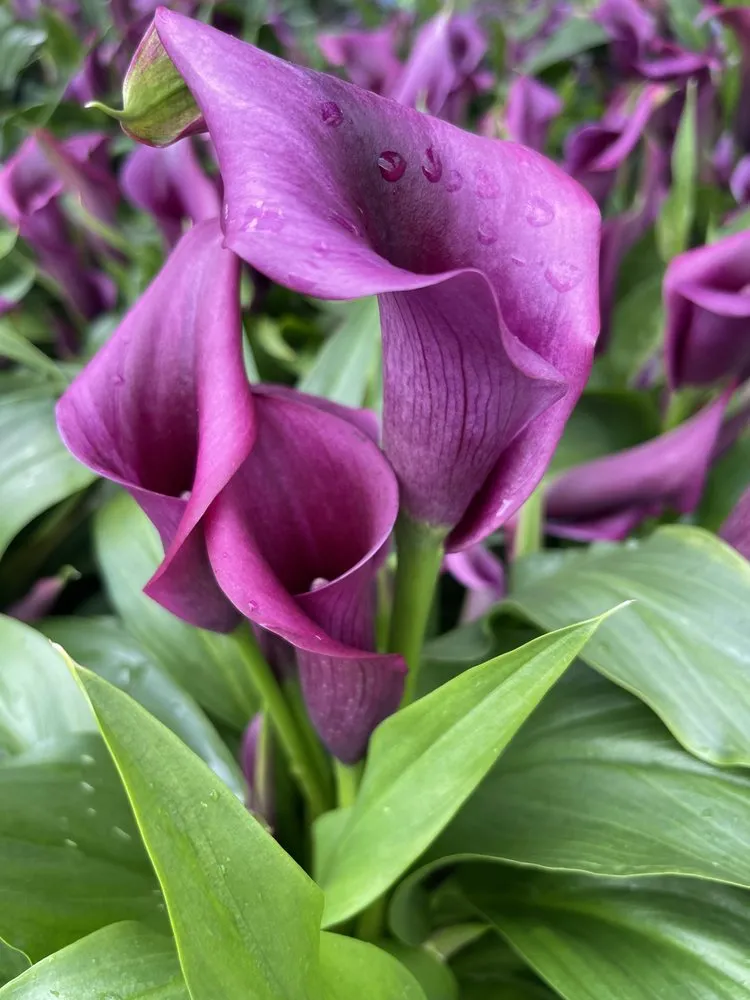 Local landscape installation experts serving Paso Robles, CA - Alex's Landscaping