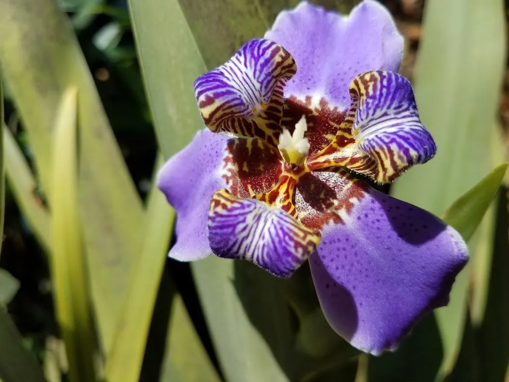 Local landscape design near you across North Miami Beach, FL - Alex's Landscaping Service Corp