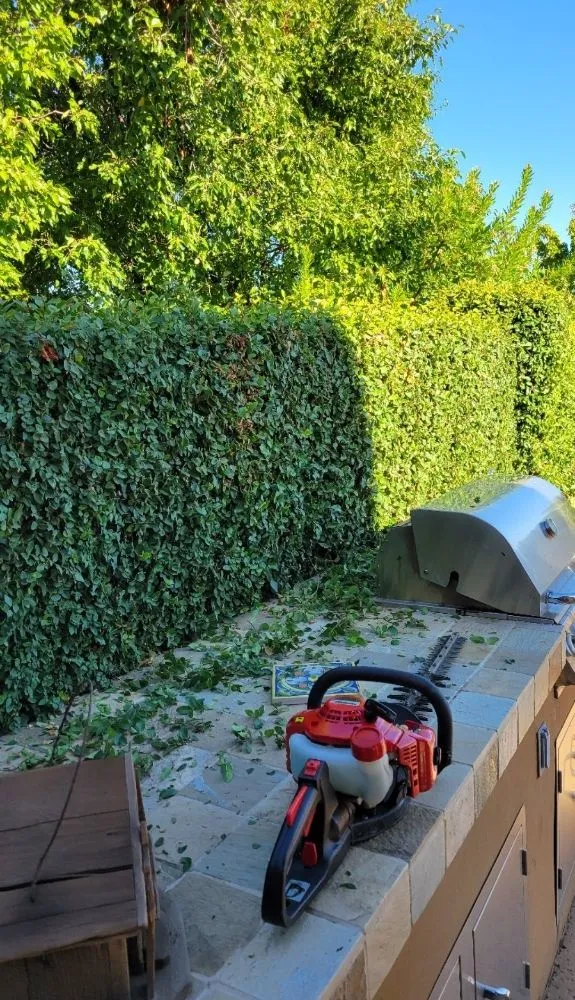 Top-rated yard cleanup service near you in Roseville, CA by Alex's Lanwcare