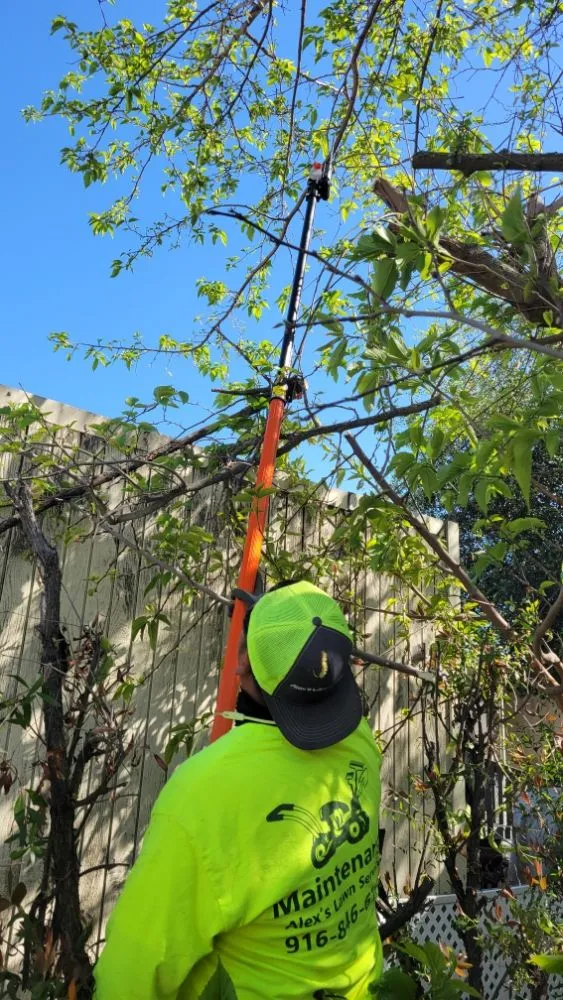 Professional lawn care service for outdoor upgrades across Roseville, CA - Alex's Lanwcare