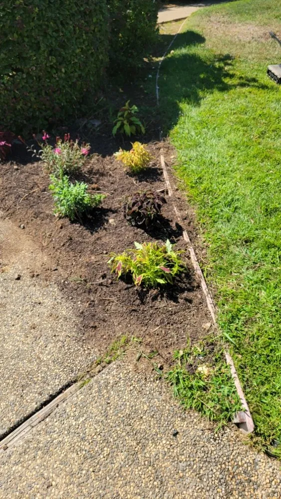 Affordable yard cleanup service in Roseville, CA by Alex's Lanwcare