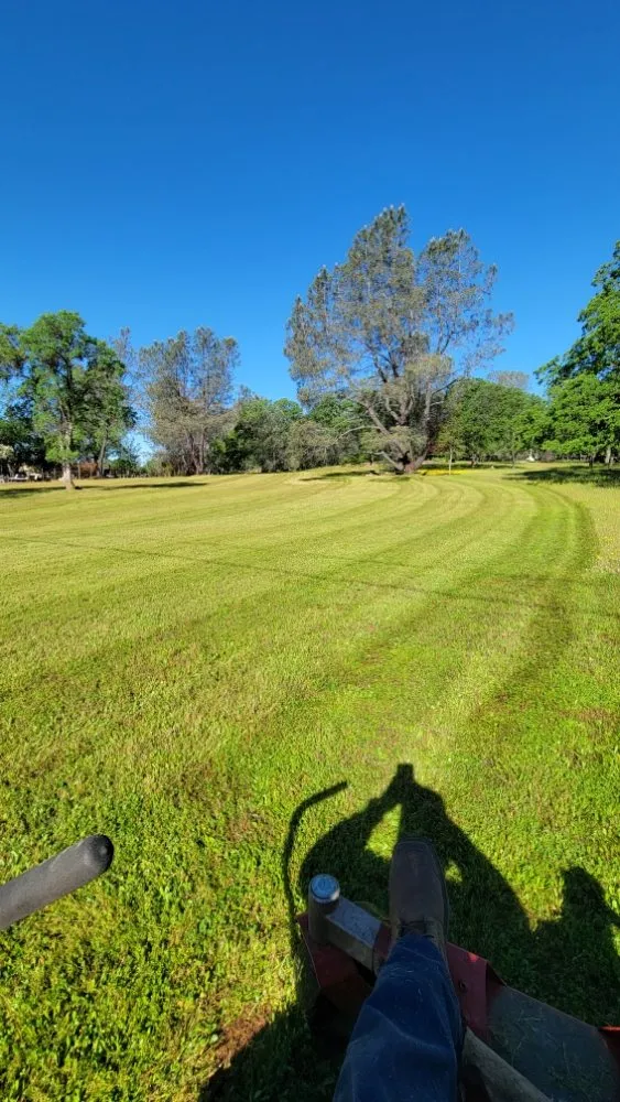 Custom yard cleanup service for year-round maintenance across Roseville, CA - Alex's Lanwcare