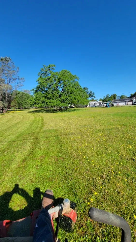 Professional garden landscaping for year-round maintenance in Roseville, CA by Alex's Lanwcare