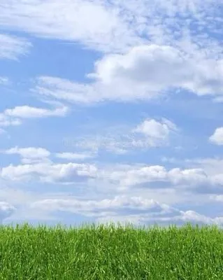 Alexs Lawn And Garden Care Logo