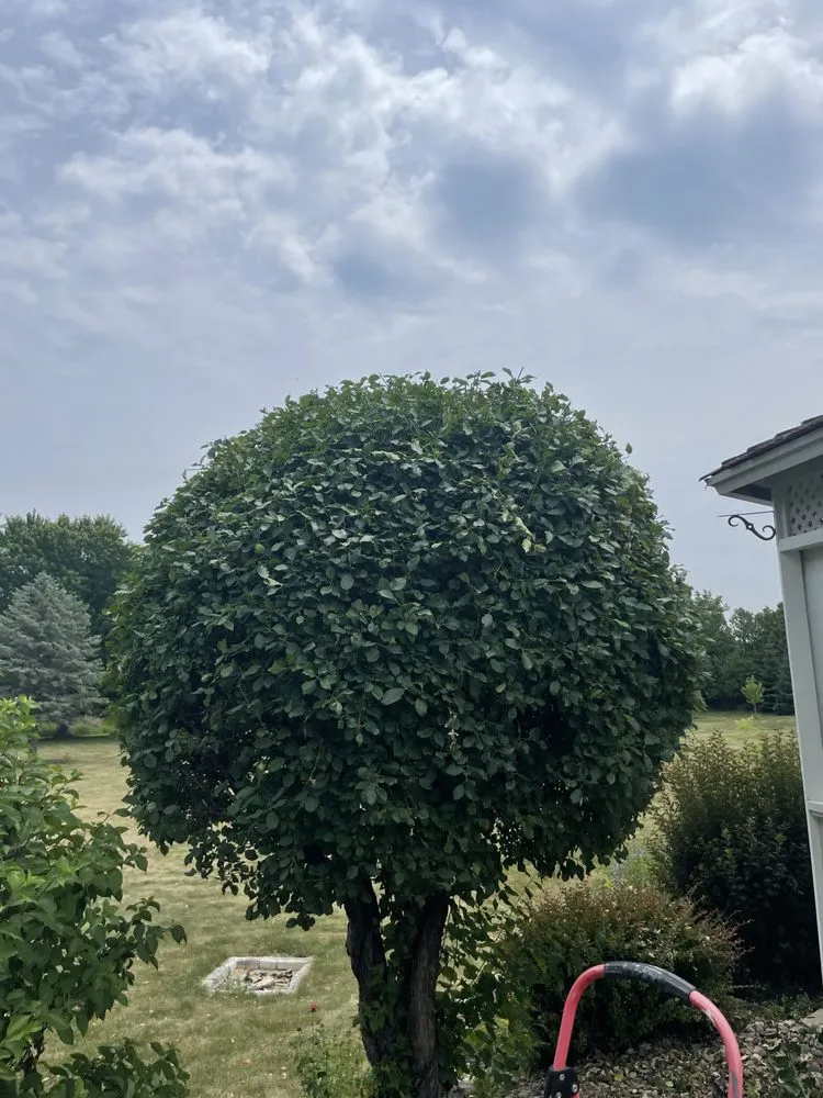 Local yard cleanup service experts serving Burnett, WI - Alex's Lawn And Landscaping Service