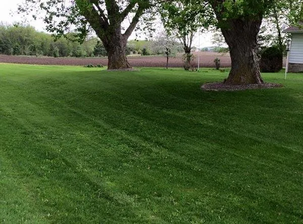 Affordable yard cleanup service in Rochester, MN - Alex's Lawn Care & Snow Removal