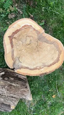 Alex's Lawn Care & Tree Services Logo