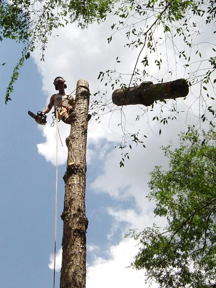 Affordable residential landscaping in Sarasota, FL - Alex's Tree Service