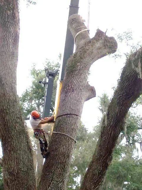Professional landscape installation for beautiful yards across Sarasota, FL - Alex's Tree Service