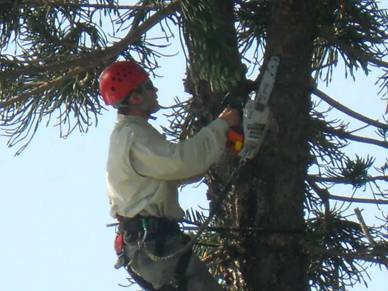 Professional landscape design experts serving Sarasota, FL - Alex's Tree Service