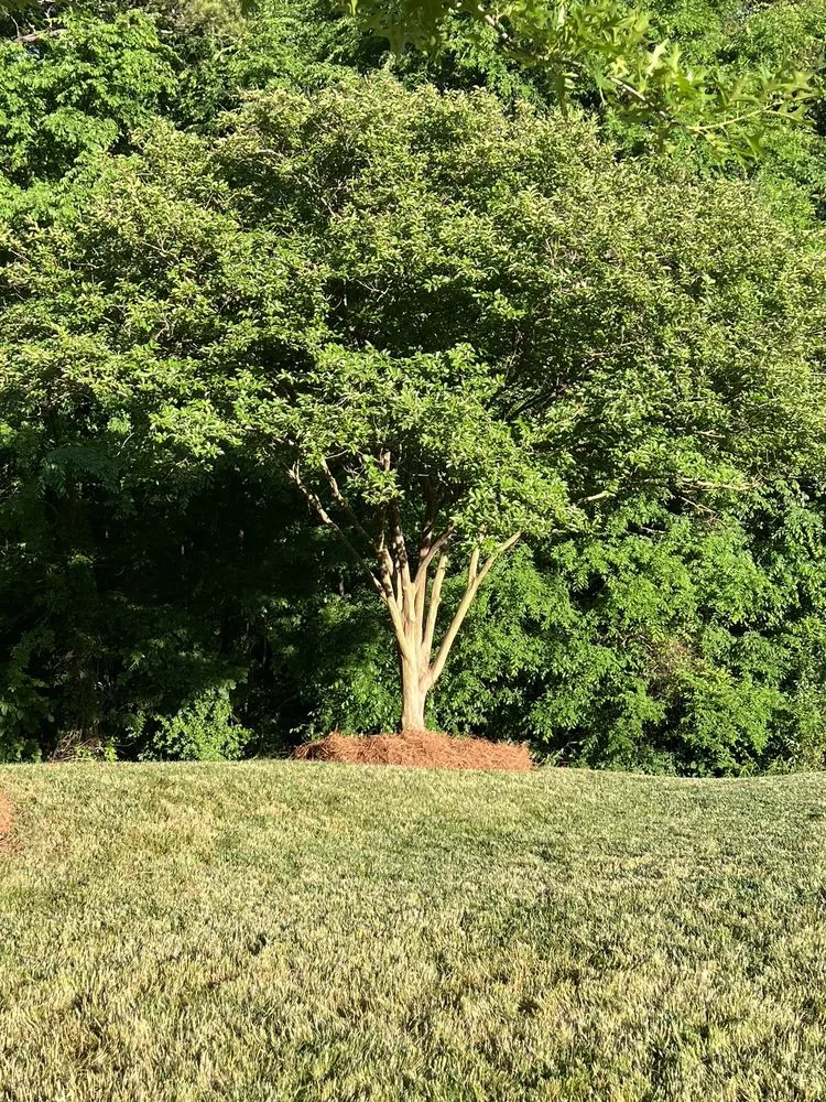 Reliable lawn mowing service in Charlotte, NC - Alexscape Landscaping