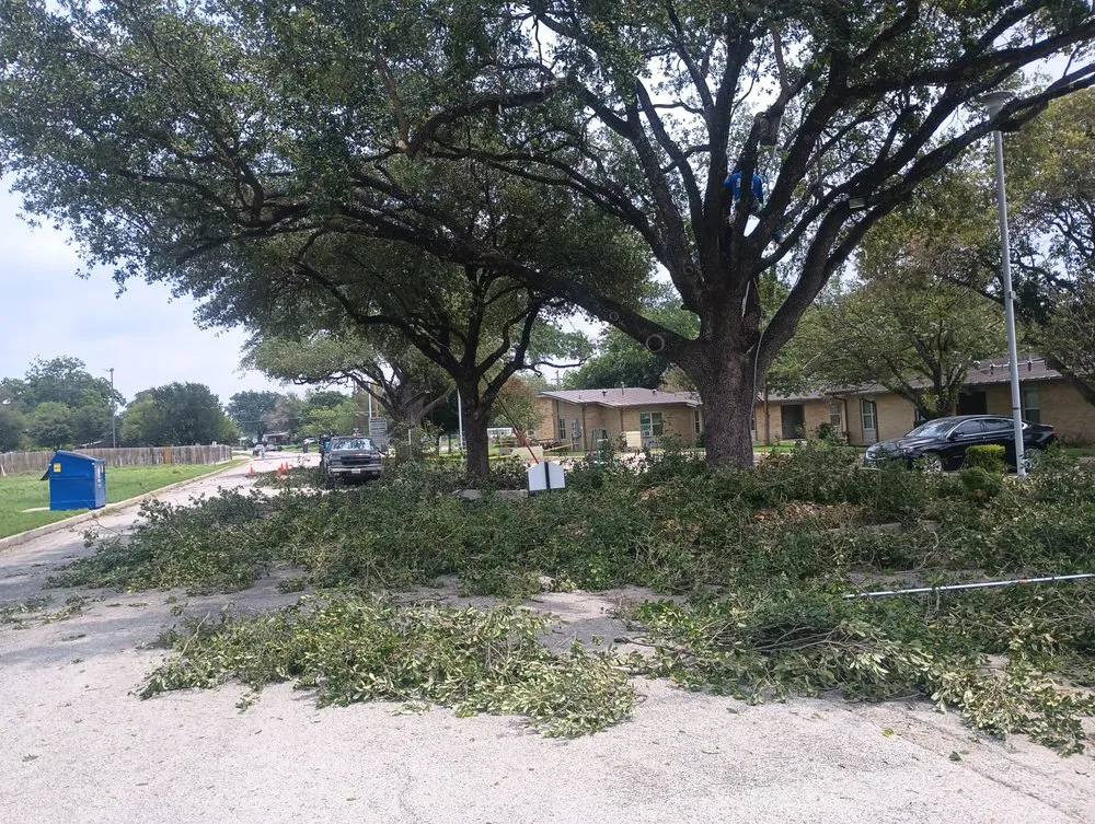 Top-rated landscape design in Selma, TX - Alfa and Omega Lawnscaping