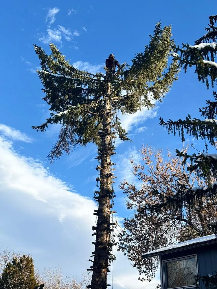 Expert landscape installation for homes across Denver, CO - Alfa Y Omega J&A Landscaping & Tree Service