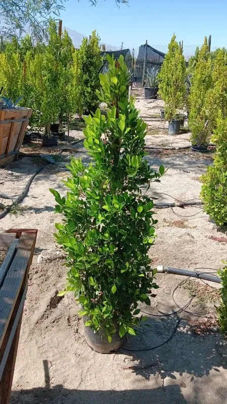 Local yard cleanup service in Desert Hot Springs, CA - Alfaro Gardening