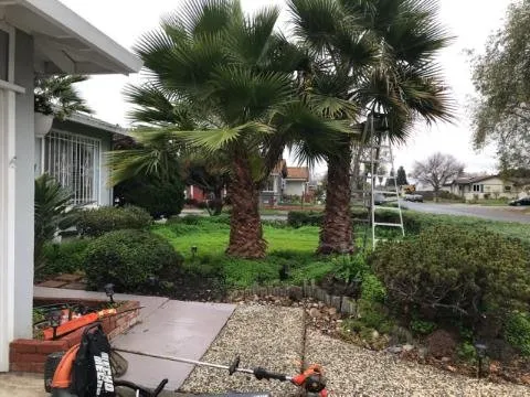Top-rated landscaping services near you across Newark, CA - Alfaro Landscaping