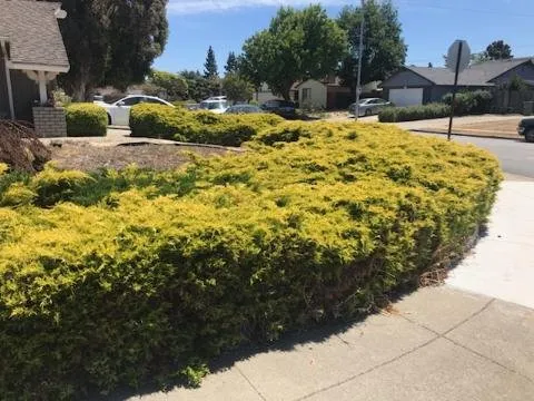Custom yard cleanup service for year-round maintenance in Newark, CA by Alfaro Landscaping