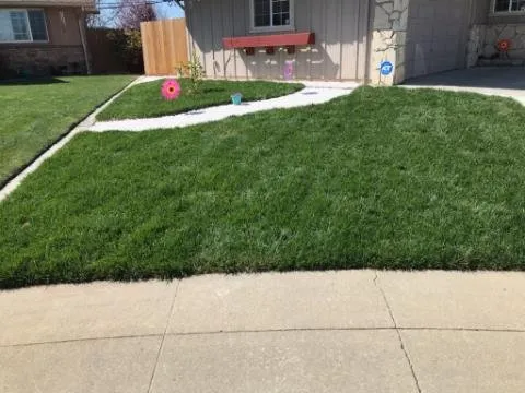 Custom yard maintenance in Newark, CA by Alfaro Landscaping