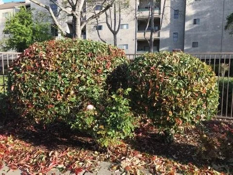 Custom outdoor landscaping experts serving Newark, CA - Alfaro Landscaping