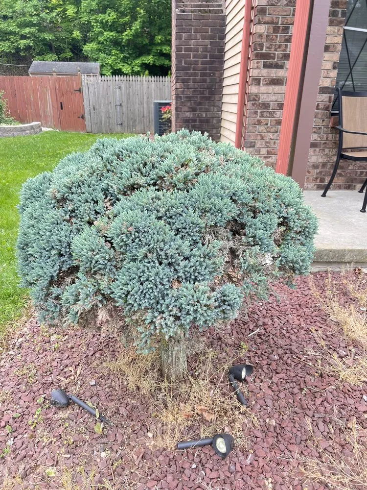 Professional lawn care service for residential properties in Reading, PA by Alfaro Landscaping