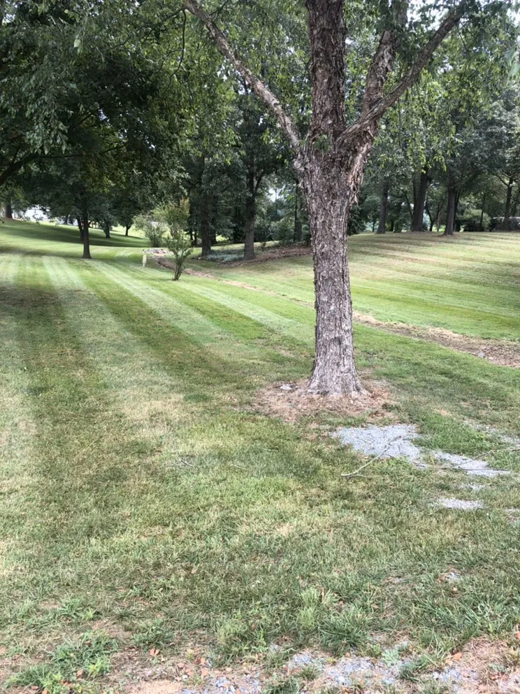 Local yard cleanup service experts serving Wingate, NC - Alfaro’s Lawncare