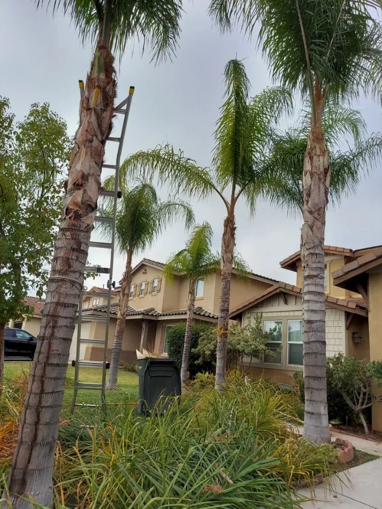 Professional landscape installation for year-round maintenance across Homeland, CA - Alfonso Landscape