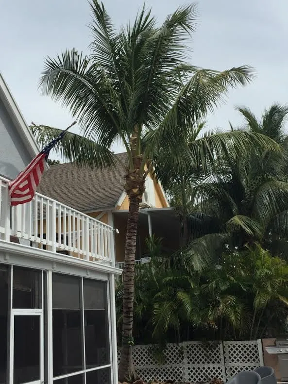 Top-rated lawn mowing service in Key Largo, FL by Alfonso Landscaping Enterprises