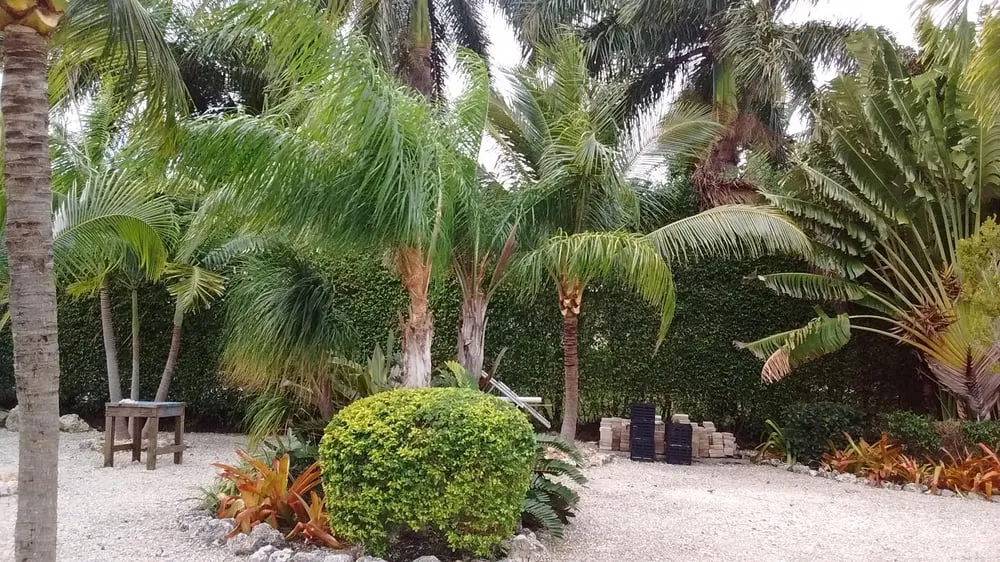 Trusted lawn care service in Key Largo, FL - Alfonso Landscaping Enterprises