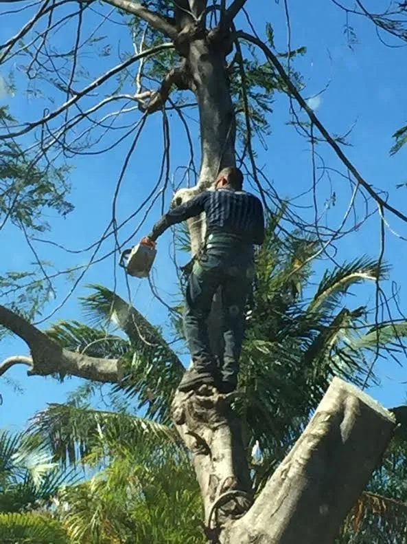 Professional outdoor landscaping for residential properties across Key Largo, FL - Alfonso Landscaping Enterprises