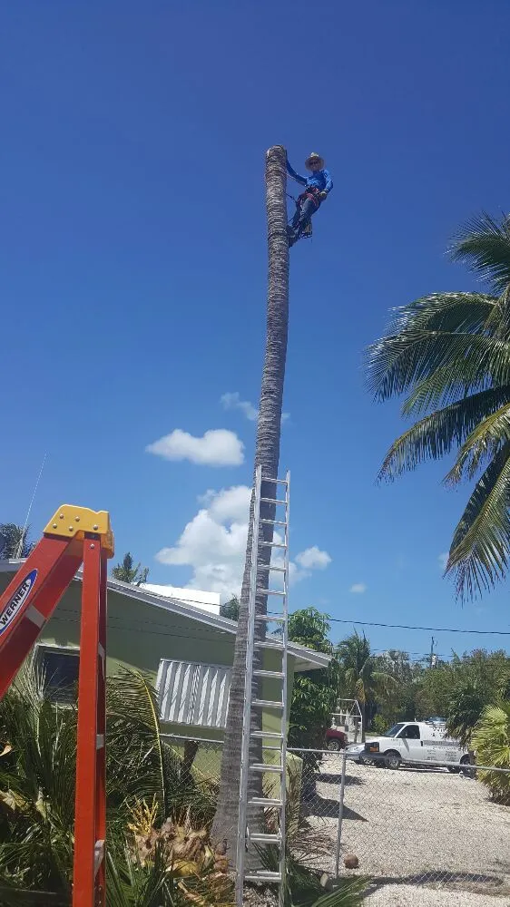 Trusted lawn care service for outdoor upgrades in Key Largo, FL by Alfonso Landscaping Enterprises