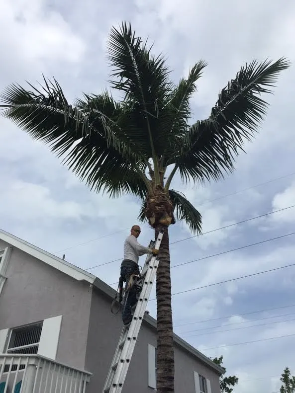 Local yard cleanup service experts serving Key Largo, FL - Alfonso Landscaping Enterprises