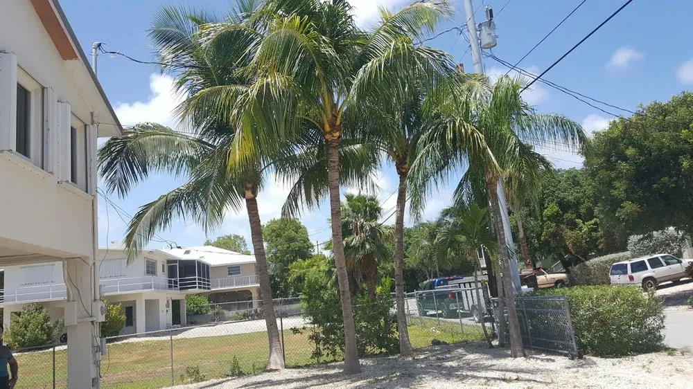 Custom outdoor landscaping in Key Largo, FL by Alfonso Landscaping Enterprises