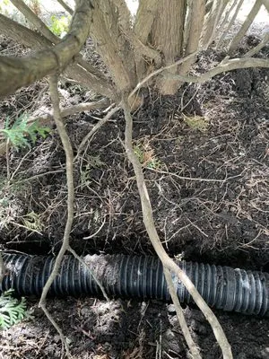 Alfredo and Bertha Landscaping Logo