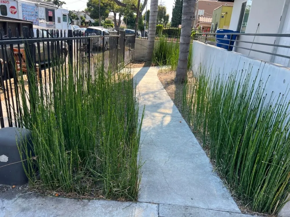 Affordable garden landscaping for beautiful yards across Los Angeles, CA - Alfredo Landscaping