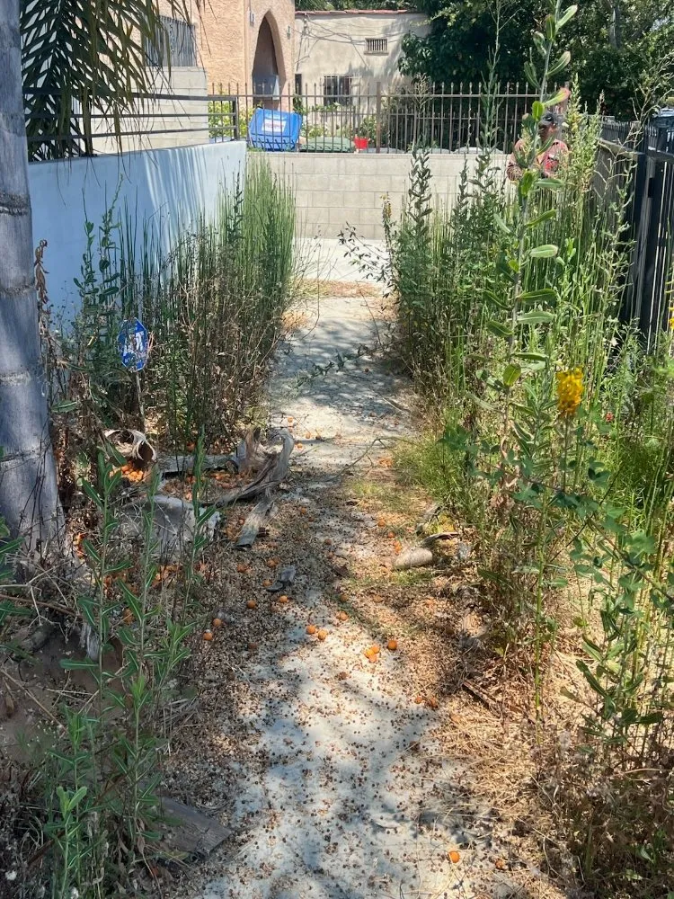 Expert landscape design experts serving Los Angeles, CA - Alfredo Landscaping