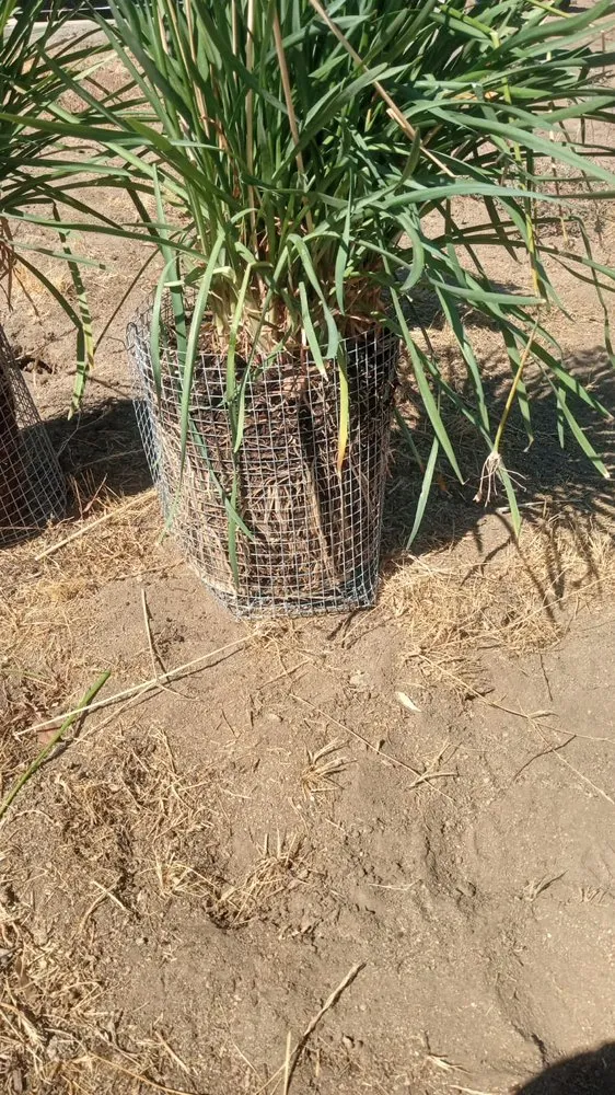 Reliable lawn mowing service in Palmdale, CA by Alfredo Landscaping