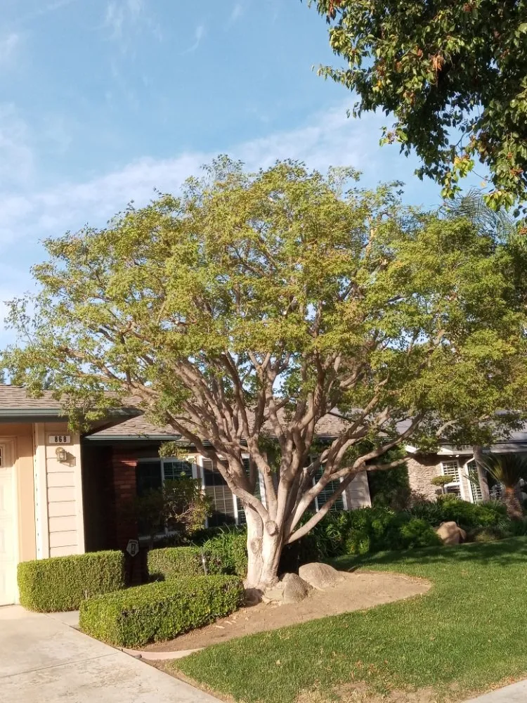 Expert residential landscaping experts serving Fresno, CA - Alfredo Miguel Maintenance