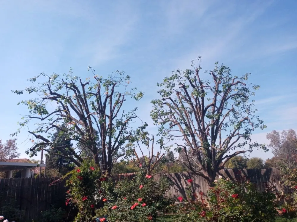 Top-rated yard maintenance in Fresno, CA - Alfredo Miguel Maintenance