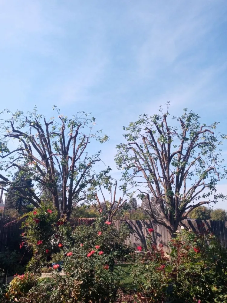 Affordable landscape design for year-round maintenance in Fresno, CA by Alfredo Miguel Maintenance