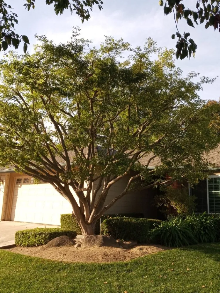 Custom yard maintenance in Fresno, CA by Alfredo Miguel Maintenance