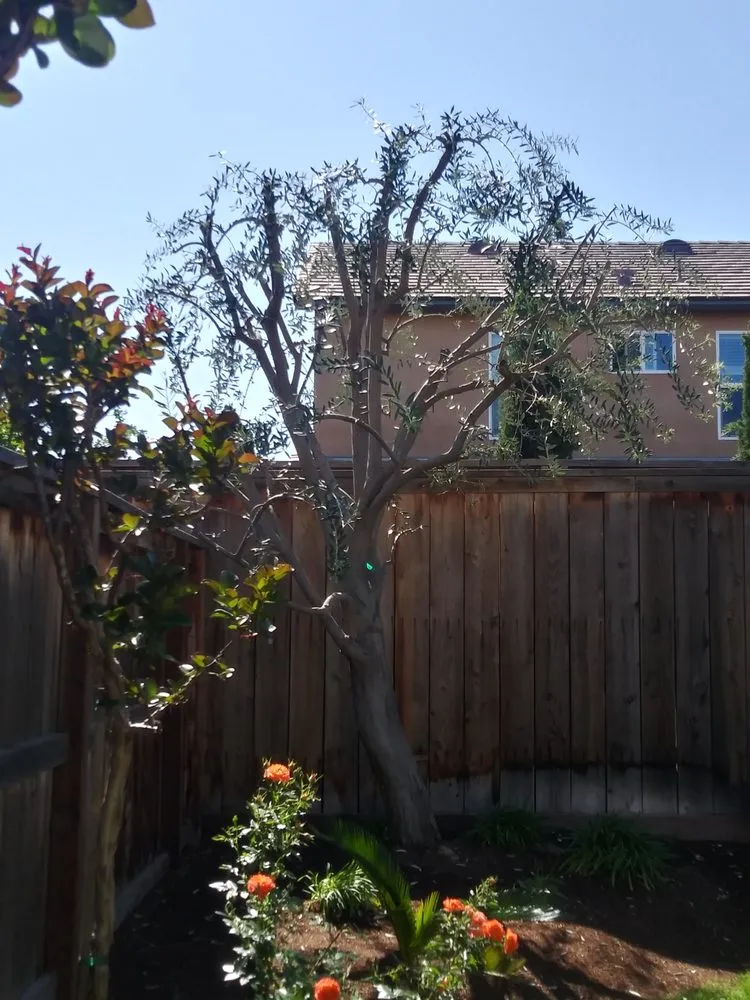 Top-rated yard cleanup service experts serving Fresno, CA - Alfredo Miguel Maintenance