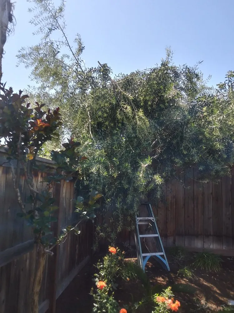 Reliable lawn mowing service for year-round maintenance in Fresno, CA by Alfredo Miguel Maintenance