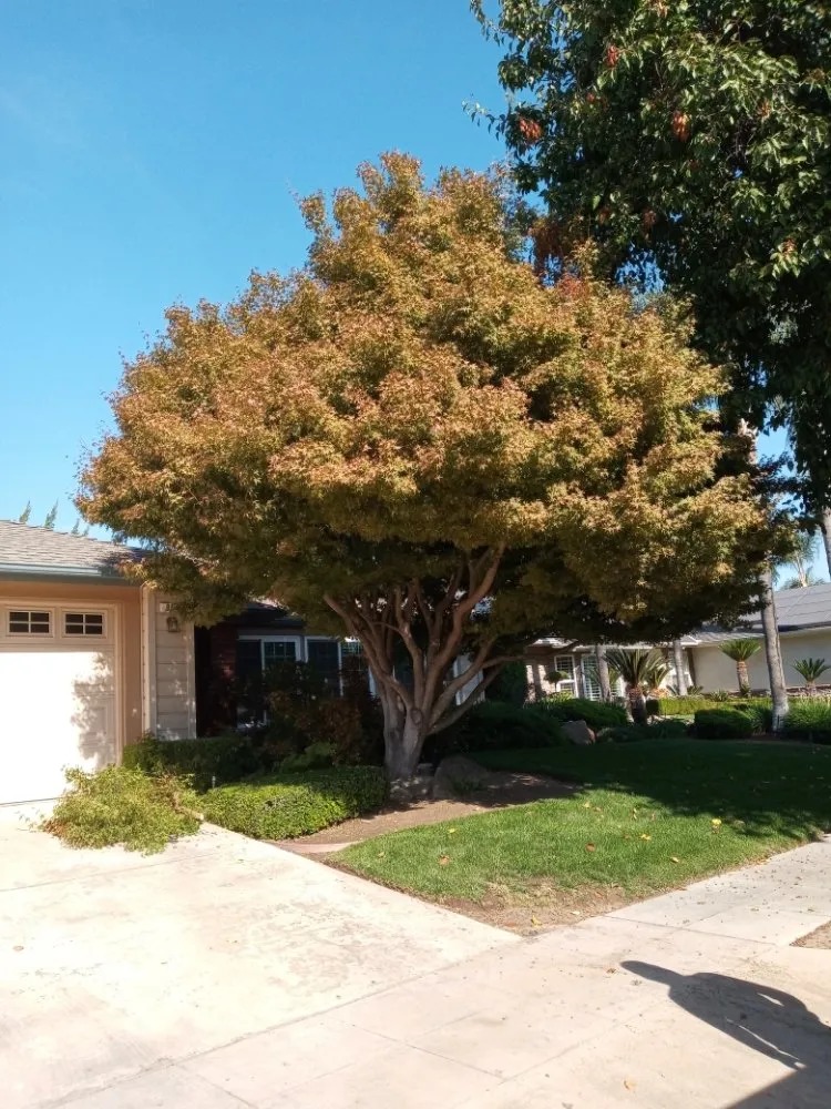 Reliable landscape design in Fresno, CA by Alfredo Miguel Maintenance