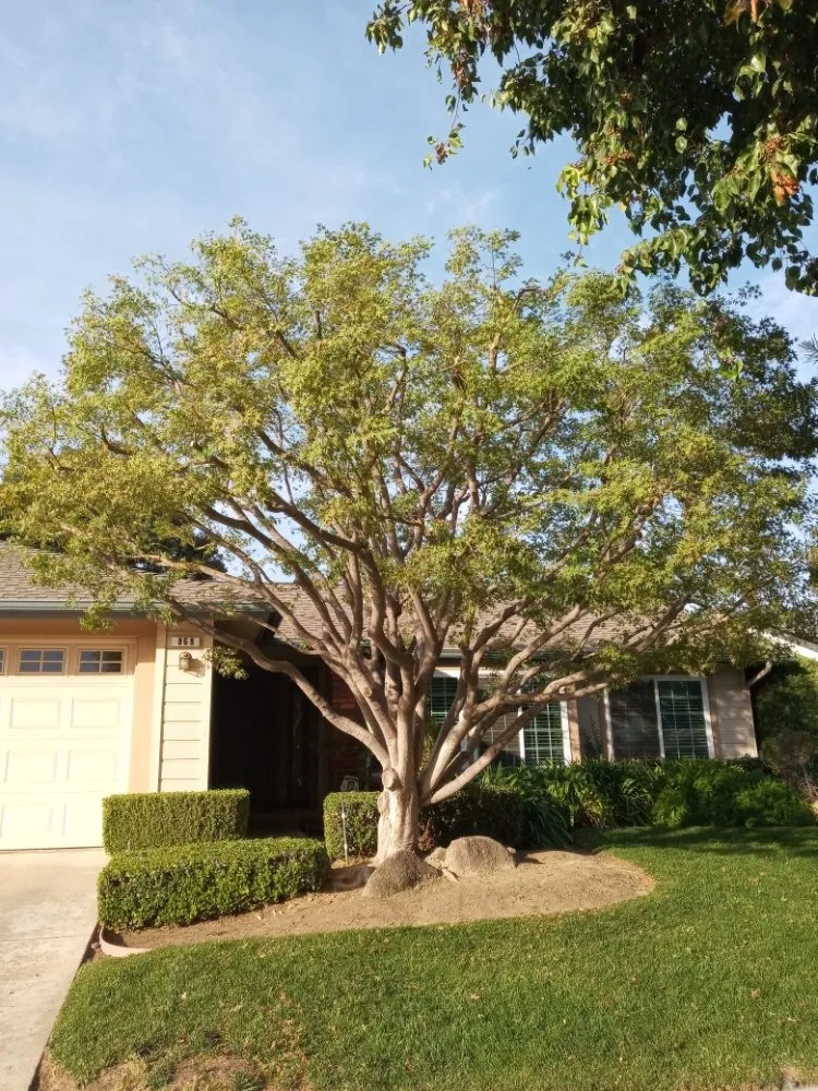 Top-rated yard cleanup service in Fresno, CA - Alfredo Miguel Maintenance