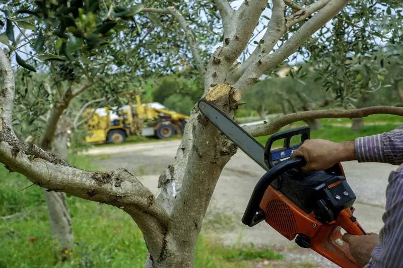 Trusted yard cleanup service near you across Beaumont, CA - Alfredo Ortiz Landscaping